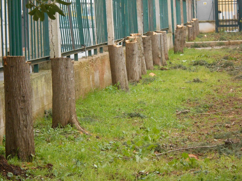“La strage degli innocenti”: Menozzi “Erode” decreta la decapitazione dei 156 alberi della Scuola Elementare “La strage degli innocenti”: Menozzi “Erode” decreta la decapitazione dei 156 alberi della Scuola Elementare