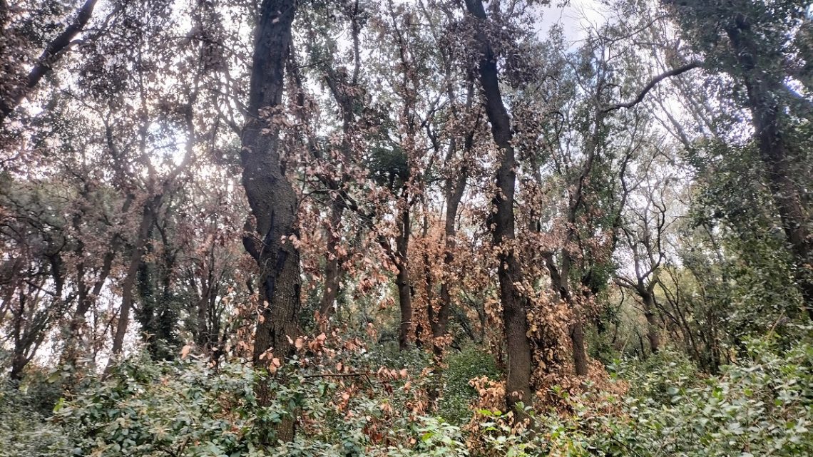 Parco Bosco. Casili: “Intervenire tempestivamente con un diradamento selettivo e un serio piano di rimonda” Parco Bosco. Casili: “Intervenire tempestivamente con un diradamento selettivo e un serio piano di rimonda”