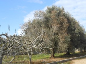 Olivi colpiti da Xylella nelle campagne collepassesi