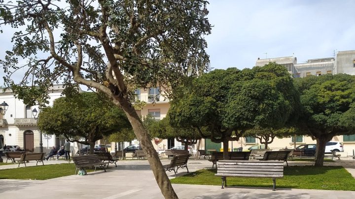 Le “foto del giorno”: un albero e due punti di vista