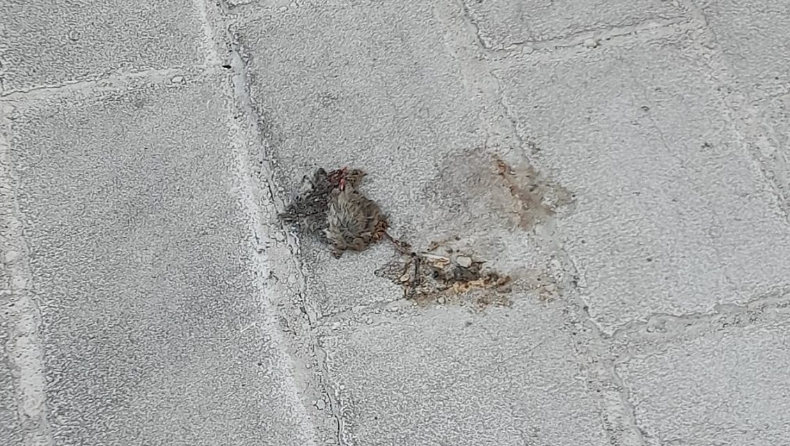 La “foto del giorno”: “la topa sul basolo”… “scappando da Collepasso” La “foto del giorno”: “la topa sul basolo”… “scappando da Collepasso”