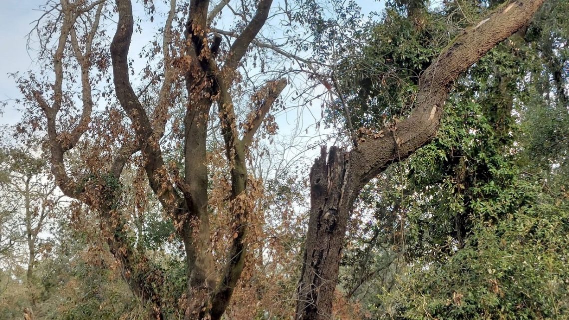 La “gravità della situazione” e lo “stato di grave sofferenza” del Bosco in un documento di agronomi, agrotecnici e associazioni all’Amministrazione