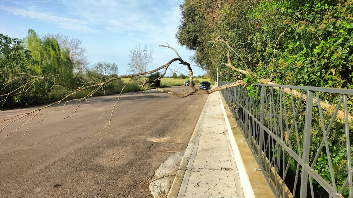 La “foto del giorno”: il tronco “caduto” ieri, “addormentatosi” sulla recinzione del Bosco… e tuttora abbandonato e pericoloso La “foto del giorno”: il tronco “caduto” ieri, “addormentatosi” sulla recinzione del Bosco… e tuttora abbandonato e pericoloso