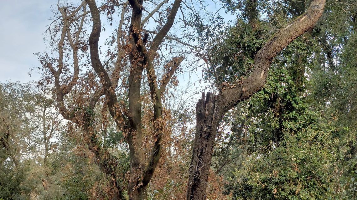 La consigliera Vantaggiato (M5S): “Sul Bosco di Collepasso fatti non parole” La consigliera Vantaggiato (M5S): “Sul Bosco di Collepasso fatti non parole”