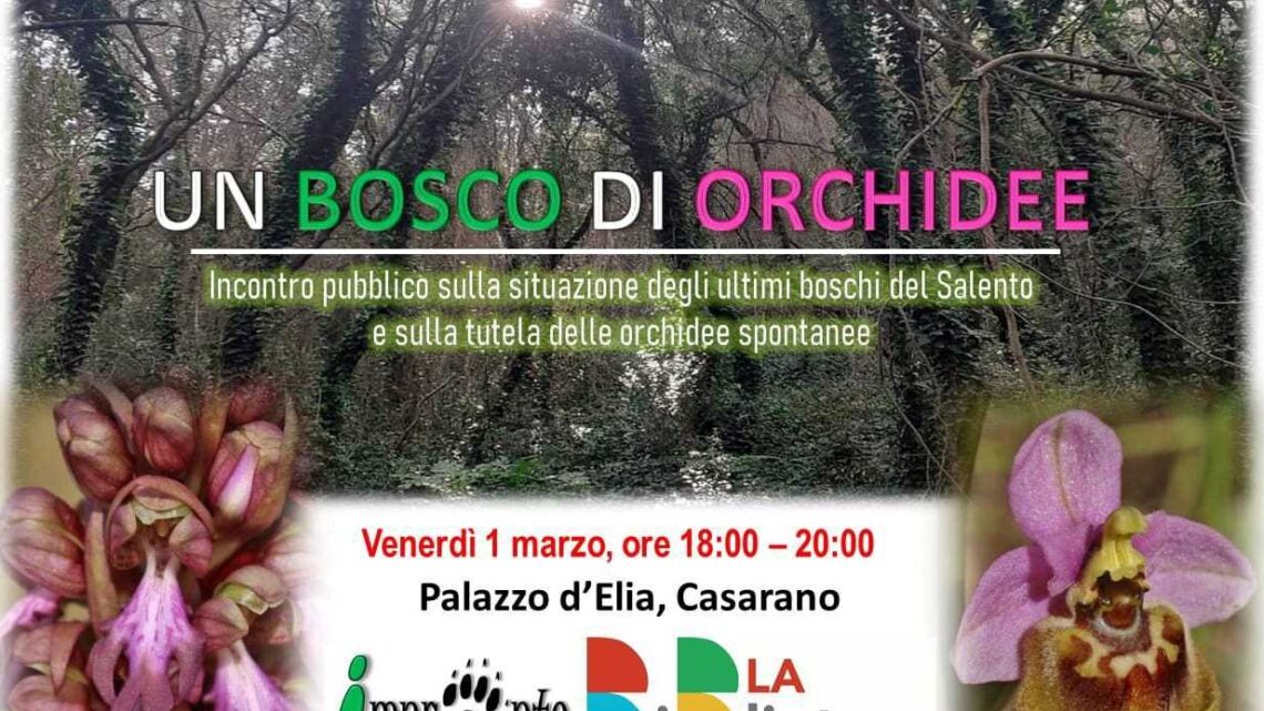 Situazione dei boschi nel Salento e tutela delle orchidee spontanee: incontro a Casarano presso Palazzo D’Elia (1° marzo, ore 18-20) Situazione dei boschi nel Salento e tutela delle orchidee spontanee: incontro a Casarano presso Palazzo D’Elia (1° marzo, ore 18-20)