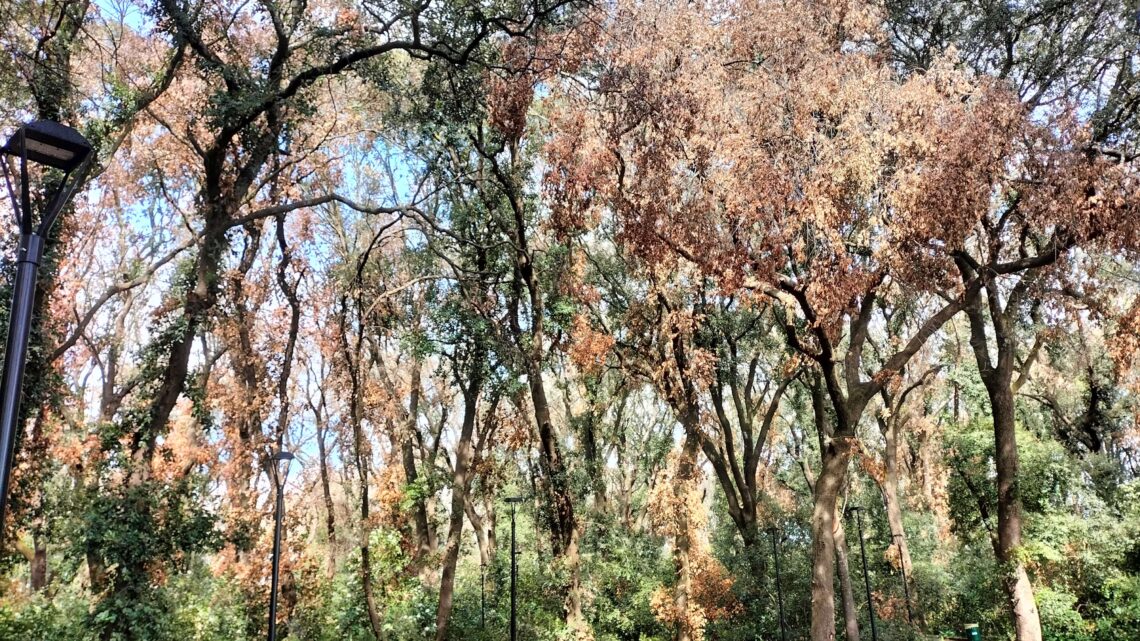 La Provincia smentisce l’Amministrazione della “Lauta” Manta: il Bosco non è “area Sic”… ma solo “Sic-cata” La Provincia smentisce l’Amministrazione della “Lauta” Manta: il Bosco non è “area Sic”… ma solo “Sic-cata”