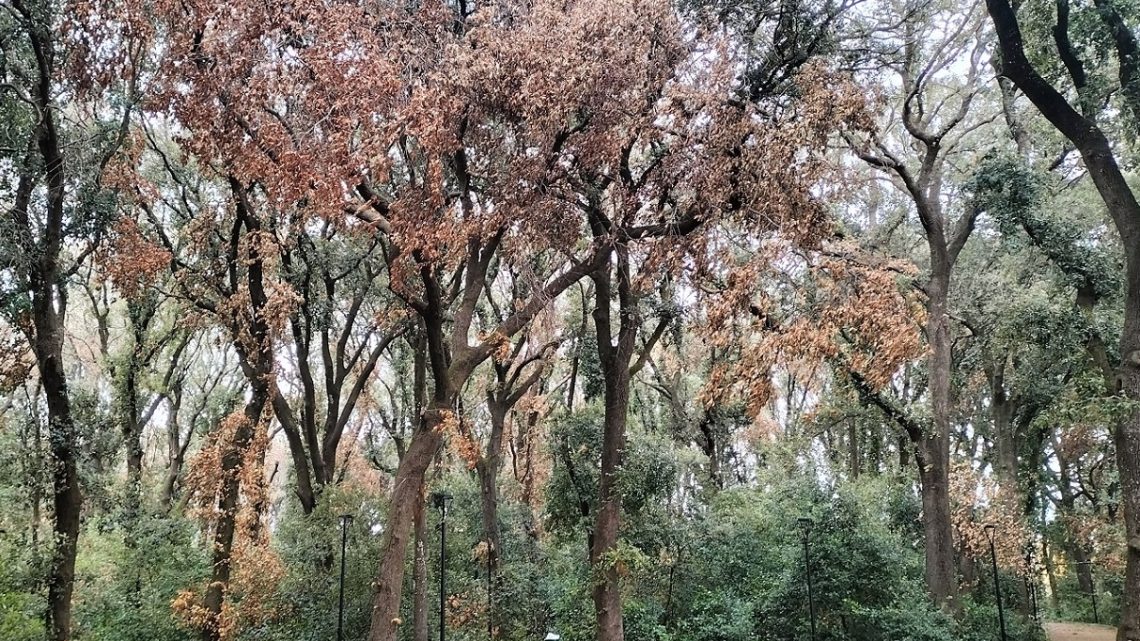 Lo stato pietoso e comatoso di un Bosco che muore: i lecci seccano… mentre la Manta è impegnata sempre su facebook Lo stato pietoso e comatoso di un Bosco che muore: i lecci seccano… mentre la Manta è impegnata sempre su facebook