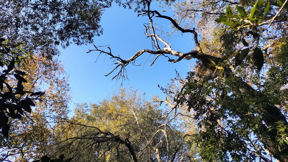 Il Bosco muore, ma l’Amministrazione non si muove: nuova interrogazione della consigliera Vantaggiato Il Bosco muore, ma l’Amministrazione non si muove: nuova interrogazione della consigliera Vantaggiato