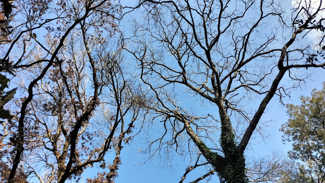 Le “foto del giorno”: “Natura morta”, opere della mostra di Marró nel Parco Bosco Le “foto del giorno”: “Natura morta”, opere della mostra di Marró nel Parco Bosco