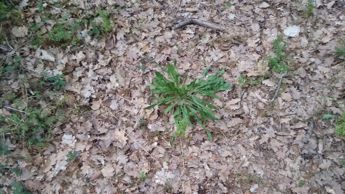 La “foto del giorno”: la Natura si riprende il desolato Bosco La “foto del giorno”: la Natura si riprende il desolato Bosco