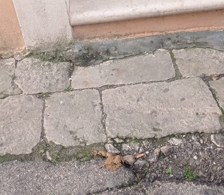 La “foto del giorno”: ancora una denuncia sulle deiezioni canine e l’inciviltà di alcuni proprietari La “foto del giorno”: ancora una denuncia sulle deiezioni canine e l’inciviltà di alcuni proprietari