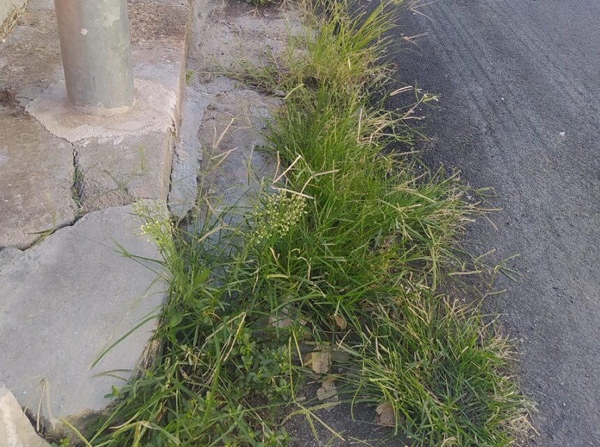 La “foto del giorno”: il “prato verde speranza” di via U. Bassi La “foto del giorno”: il “prato verde speranza” di via U. Bassi