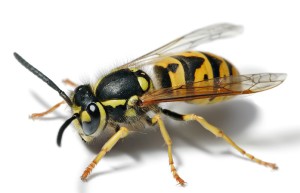 La Vespula sp., alias "Giallone"