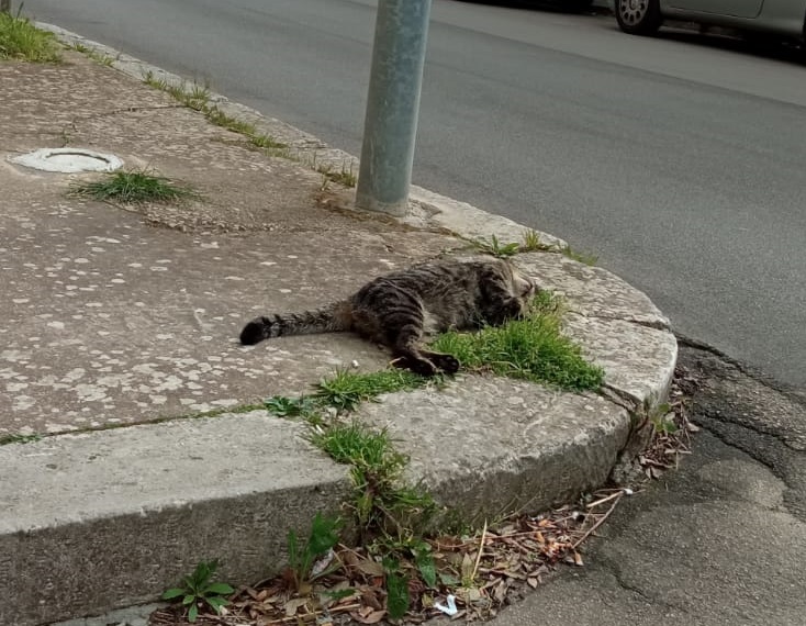 La “foto del giorno”: una gatta morta da tre giorni sul marciapiede di via Maglie La “foto del giorno”: una gatta morta da tre giorni sul marciapiede di via Maglie