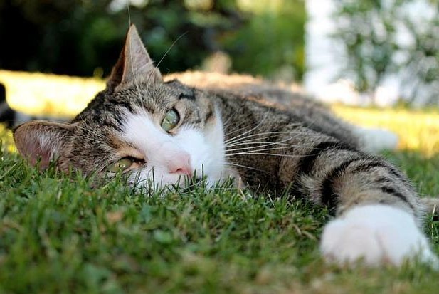 “Ho incontrato un povero gattino sul ciglio della strada…” di Chiara Lia “Ho incontrato un povero gattino sul ciglio della strada…” di Chiara Lia