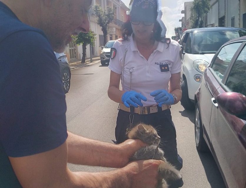 Il lungo e complicato salvataggio di un gattino “prigioniero” nel cofano di un’auto Il lungo e complicato salvataggio di un gattino “prigioniero” nel cofano di un’auto