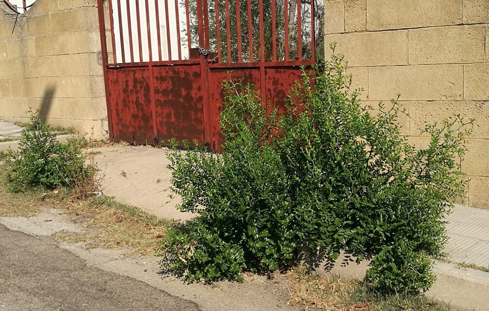 Le “foto del giorno”: “brodo di giuggiole” per tutti Le “foto del giorno”: “brodo di giuggiole” per tutti