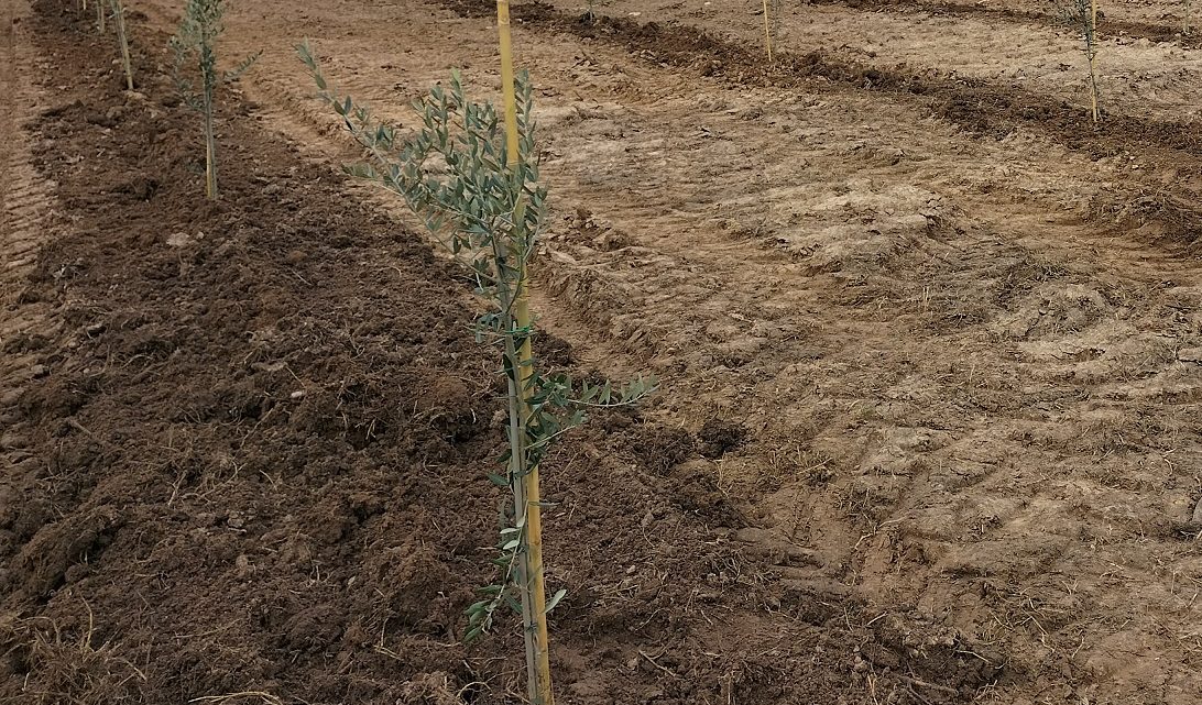 Rubati 280 alberelli di ulivo, in agro di Supersano, ad un produttore agricolo di Collepasso Rubati 280 alberelli di ulivo, in agro di Supersano, ad un produttore agricolo di Collepasso
